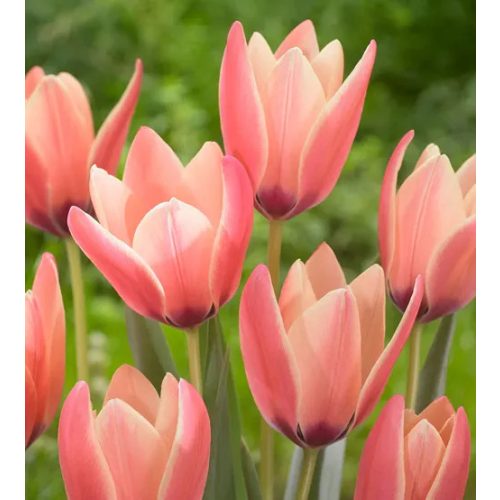 Csokros botanikai tulipán , színváltó rózsasz tulipán, egy hagyma több virágot hoz