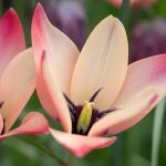 Csokros botanikai tulipán , színváltó rózsasz tulipán, egy hagyma több virágot hoz
