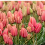 Csokros botanikai tulipán , színváltó rózsasz tulipán, egy hagyma több virágot hoz