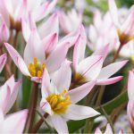 Csokros botanikai tulipán - Hilde