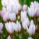 Csokros botanikai tulipán - Hilde