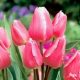 Csokros tulipán - Happy Family, rózsaszín tulipán