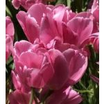 Csokros tulipán - Happy Family, rózsaszín tulipán