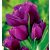 Csokros lila tulipán