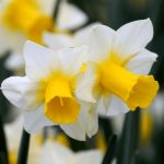 Csokros nárcisz - Suzy, illatos sárga nárcisz, naracs középpel