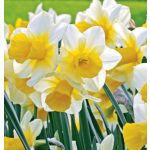 Csokros nárcisz - Suzy, illatos sárga nárcisz, naracs középpel