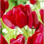 XXL - Csokros piros tulipán - Fiery Club