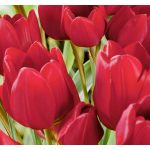 XXL - Csokros piros tulipán - Fiery Club