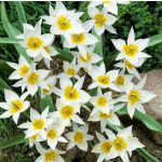 Csokros törpe tulipán - Turkesztáni tulipán