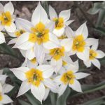 Csokros törpe tulipán - Turkesztáni tulipán