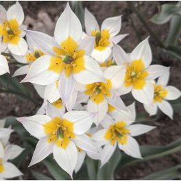 Csokros törpe tulipán - Turkesztáni tulipán