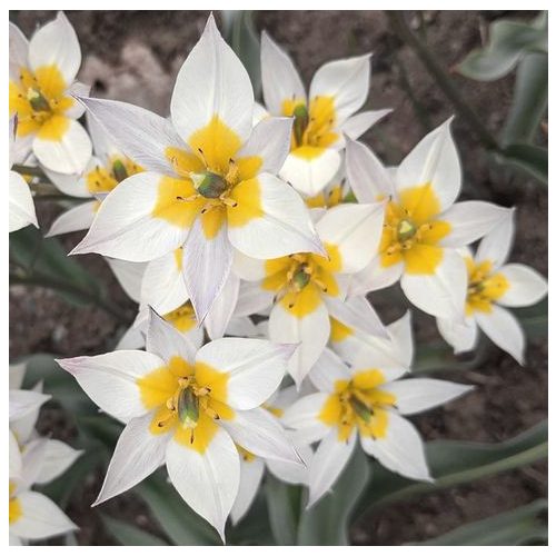 Csokros törpe tulipán - Turkesztáni tulipán
