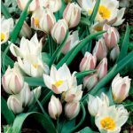 Csokros törpe tulipán - Turkesztáni tulipán