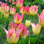 Csokros tulipán - Antoinette