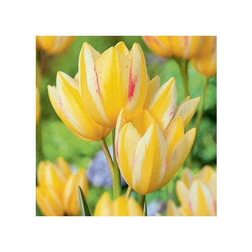 Csokros tulipán - Antoinette