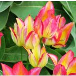 Csokros tulipán - Antoinette