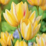 Csokros tulipán - Antoinette