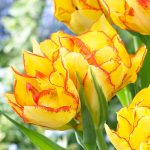 Csokros dupla tulipán - Aquila