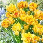 Csokros dupla tulipán - Aquila