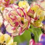 Csokros dupla tulipán - Belicia