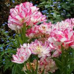 Csokros dupla tulipán - Belicia