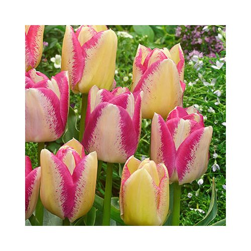 Csokros tulipán - Del Piero, sárgás tulipán cirmos pink szegállyel, több virágú
