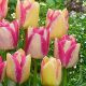 Csokros tulipán - Del Piero, sárgás tulipán cirmos pink szegállyel, több virágú