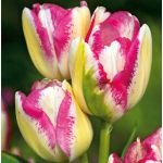 Csokros tulipán - Del Piero, sárgás tulipán cirmos pink szegállyel, több virágú