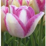 Csokros tulipán - Del Piero, sárgás tulipán cirmos pink szegállyel, több virágú