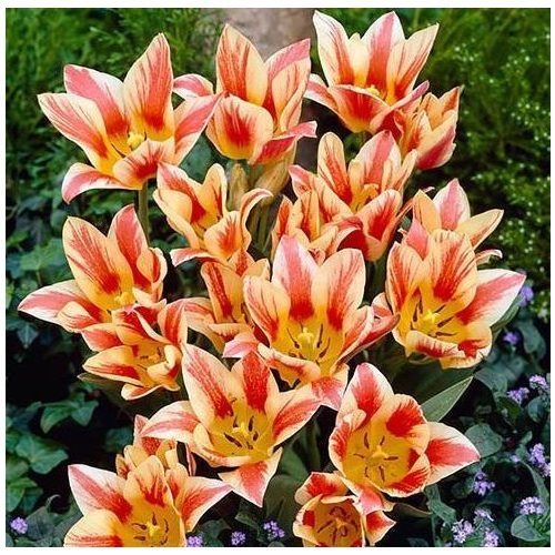 Csokros tulipán - Quebec