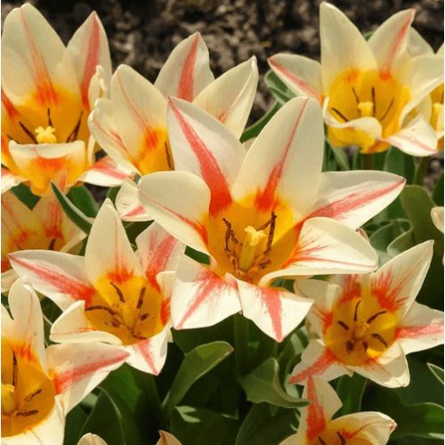 Csokros tulipán - Quebec