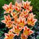 Csokros tulipán - Quebec