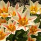 Csokros tulipán - Quebec