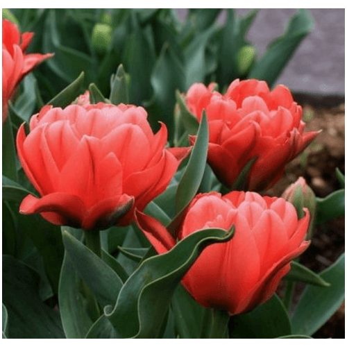 Csokros tulipán - Toronto Double, lazacrózsaszín dupla tulipán