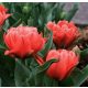 Csokros tulipán - Toronto Double, lazacrózsaszín dupla tulipán