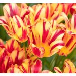 Csokros eperpiros-sárga tulipán