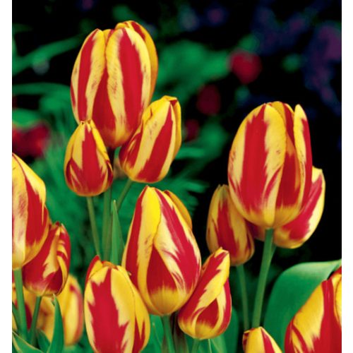 Csokros eperpiros-sárga tulipán