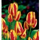 Csokros eperpiros-sárga tulipán