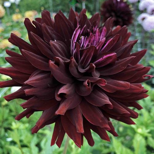 Fekete dália - Dahlia Holyhill Dark Beauty