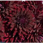 Fekete dália - Dahlia Holyhill Dark Beauty