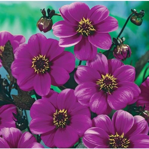 Dália - Dahlia Mignon - Lilac