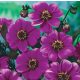 Dália - Dahlia Mignon - Lilac