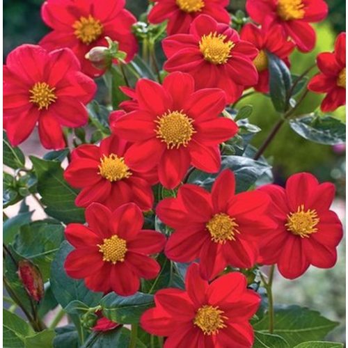 Dália - Dahlia Mignon - Red