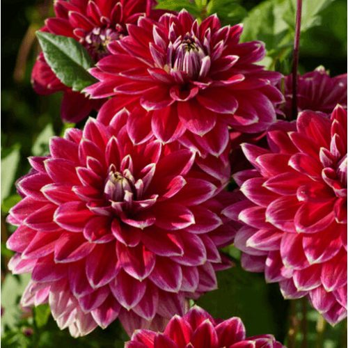 Mister Optimist dália 