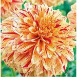 Painted Madam dália 