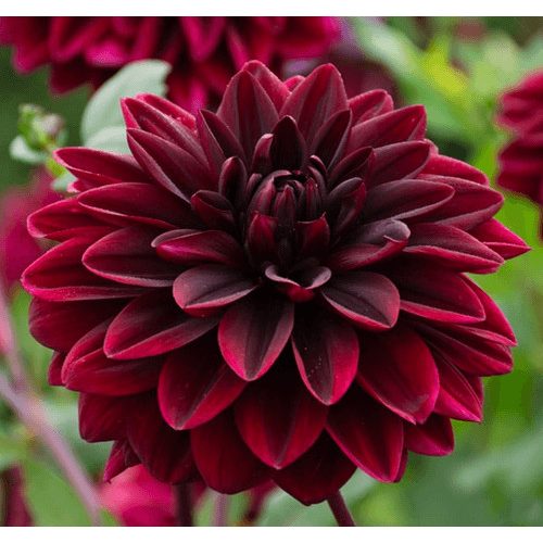 Fekete dália - Sam Hopkins