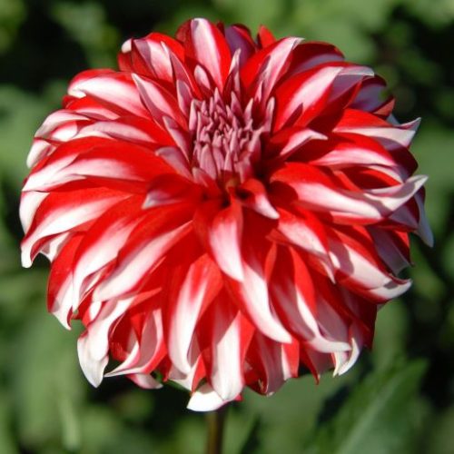 Santa Claus dália - Dahlia Santa Claus