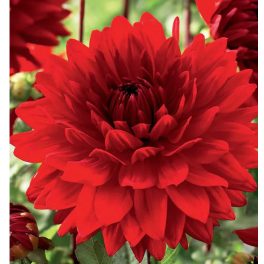 Babylon Red - óriásvirágú piros dália