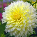 Dália Canary Fubuki 