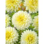 Dália Canary Fubuki 